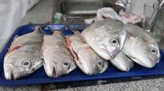 Deaths due to fish consumption not true — BFAR